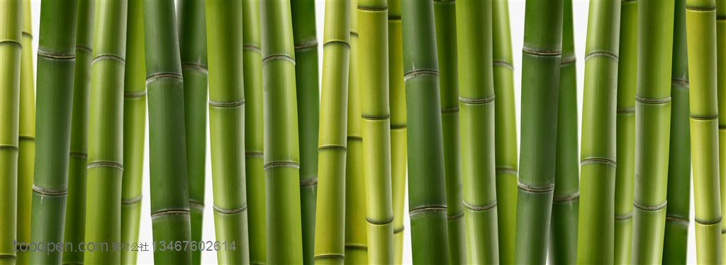 竹林风景- 整齐的一排竹竿特写