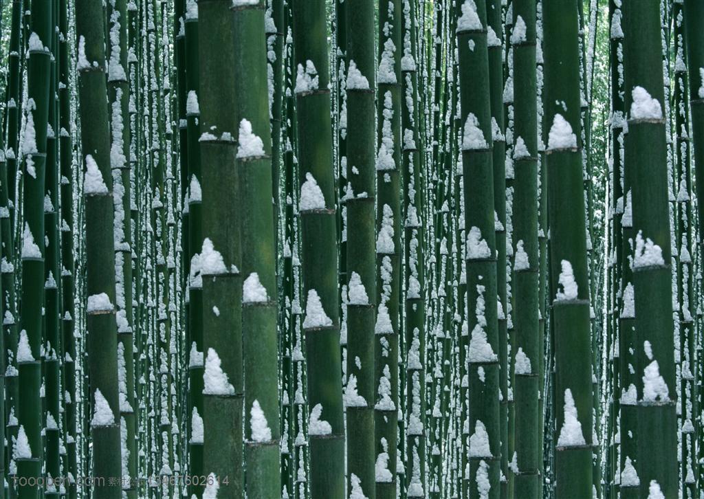 竹林风景- 竹竿上的积雪特写