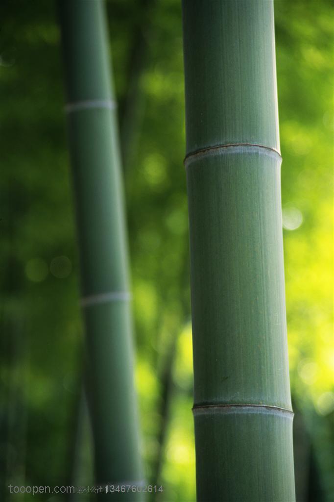 竹林风景- 竹林里的两根竹竿特写