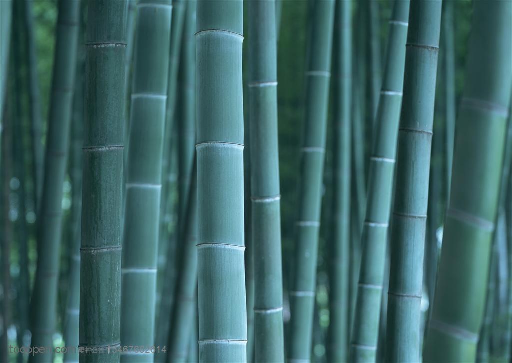 竹林风景- 竹林中的竹竿特写