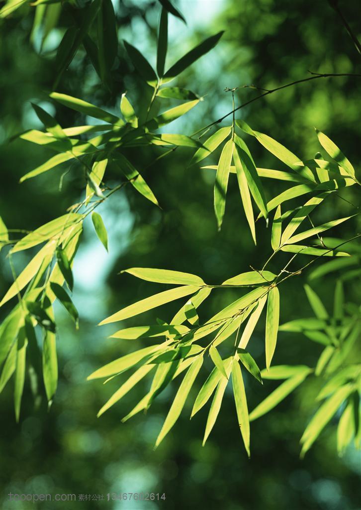 竹林风景-被阳光照射着的嫩绿竹叶