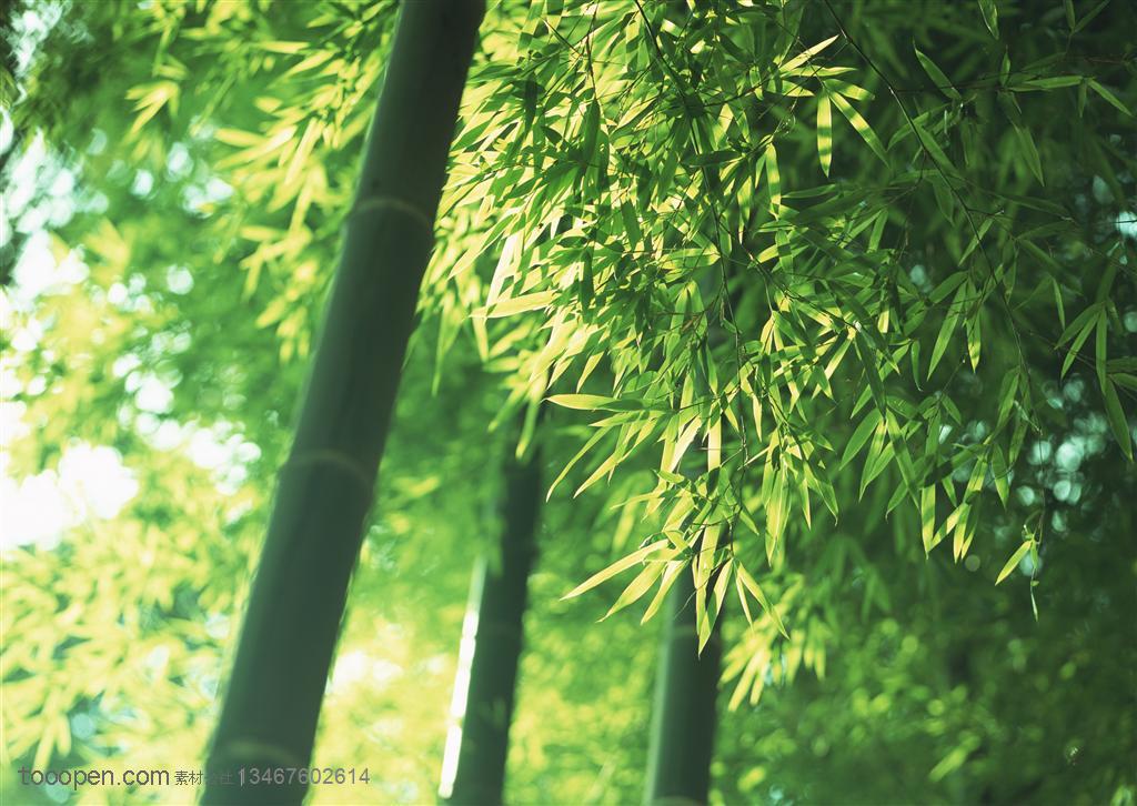 竹林风景-阳光下的竹竿和竹叶