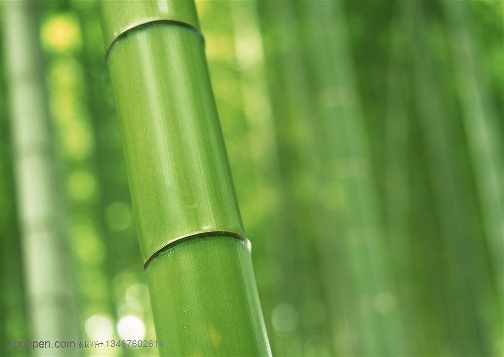 竹林风景-竹林中一根斜着的竹竿