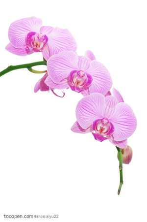 花卉物语-一枝粉色的蝴蝶兰花