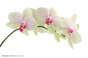 花卉物语-一枝弯曲的白色蝴蝶兰花