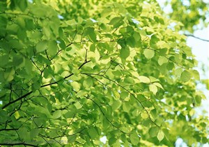树木树叶-被阳光照耀的树枝嫩叶