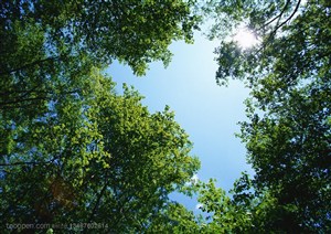 树木树叶-穿过树梢仰望蓝天白云