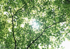 树木树叶-透过树叶仰望天空中的太阳
