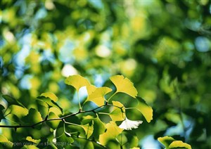 树木树叶-一枝银杏树枝上的嫩叶