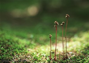 苔藓植物上生长着开着小花的植物