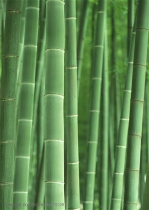 竹林风景- 嫩绿的竹竿特写