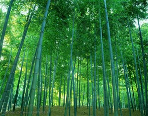 竹林风景- 小山坡上的竹林特写