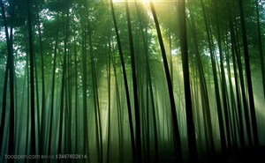 竹林风景- 阳光洒进迷雾中的竹林