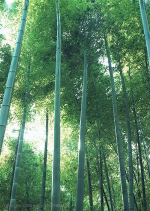 竹林风景- 仰视竹林中的竹子