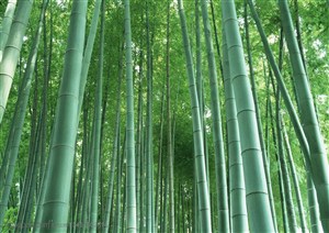 竹林风景-竹林里的竹子特写