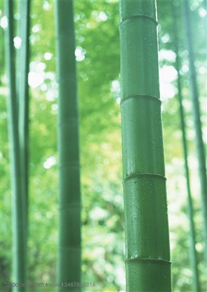 竹林风景-被雨水洗刷过的竹竿
