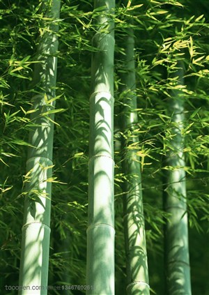 竹林风景-被风吹拂过的竹竿和竹叶