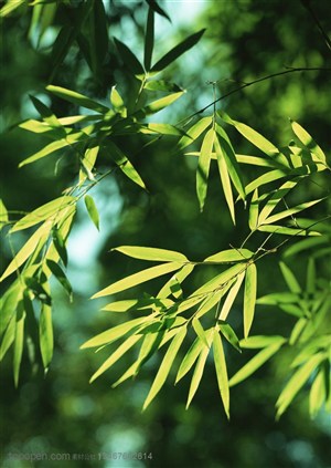 竹林风景-被阳光照射着的嫩绿竹叶