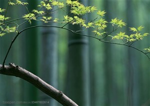 竹林风景-竹林里的枫树枝