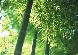 竹林风景-阳光下的竹竿和竹叶