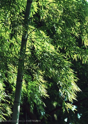 竹林风景-一颗竹子上的竹叶特写