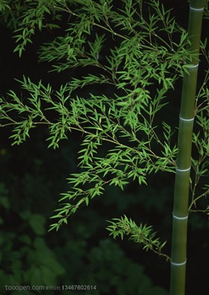 竹林风景-竹竿上嫩绿的竹叶