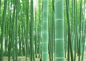 竹林风景-竹林中的新鲜竹子特写