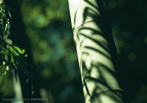 竹林风景-竹叶影在竹竿上的斑驳影子
