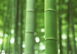 竹林风景-竹林中的两根竹竿特写
