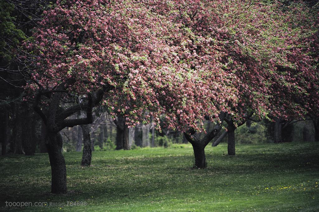 树木树叶- 草地上的一片桃花树