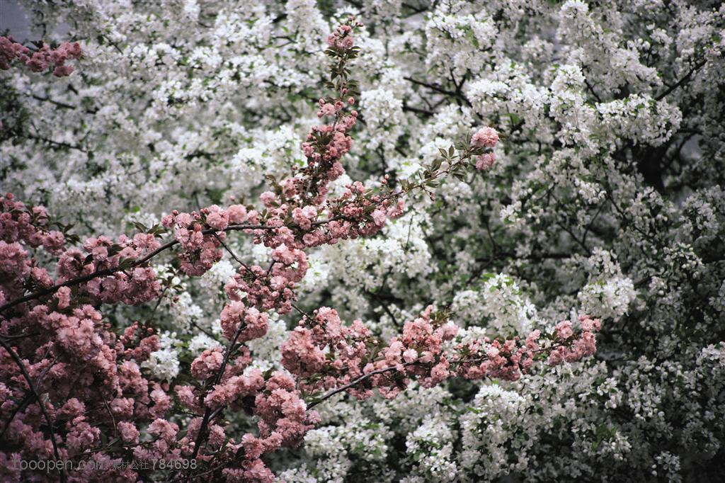 树木树叶- 开满樱花的树枝