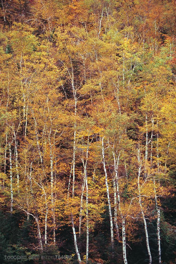 树木树叶-俯视山丘上的一片黄色树林