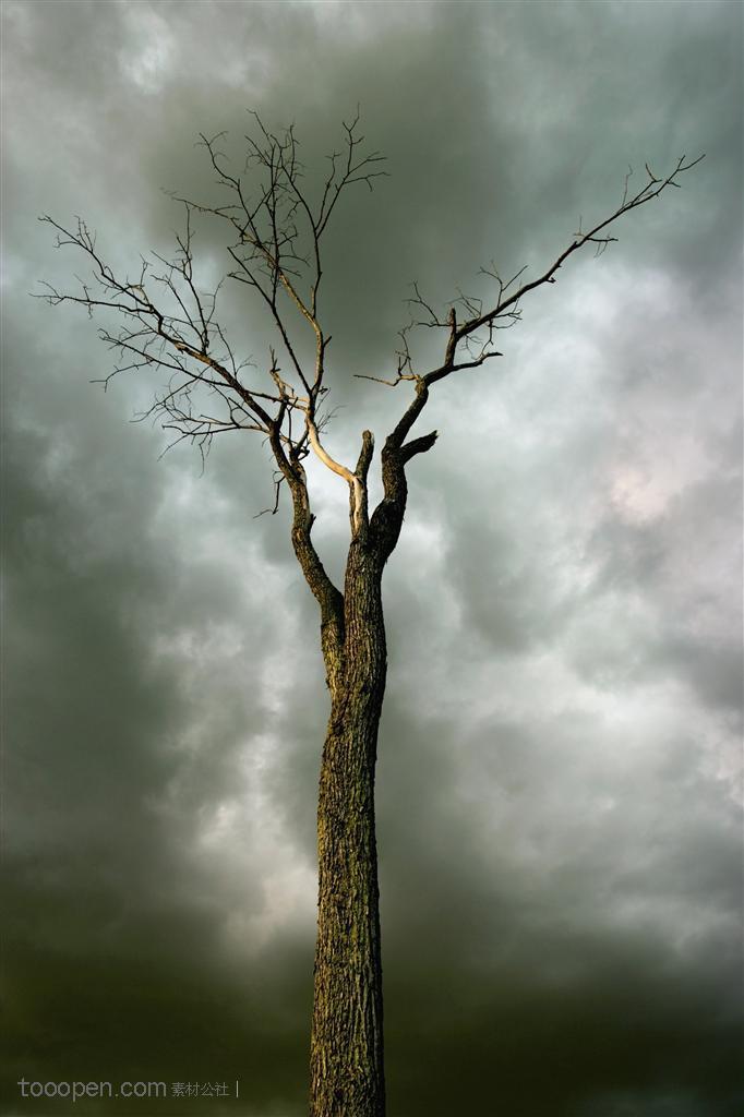 树木树叶-乌云密布下的一颗枯树