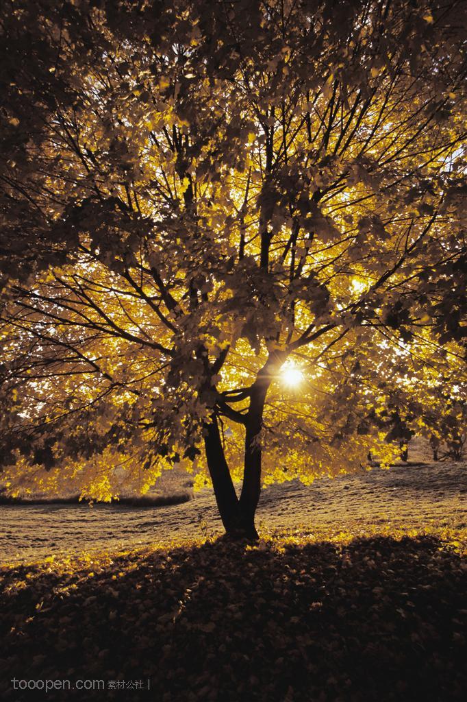 树木树叶-夕阳中的一颗树木特写