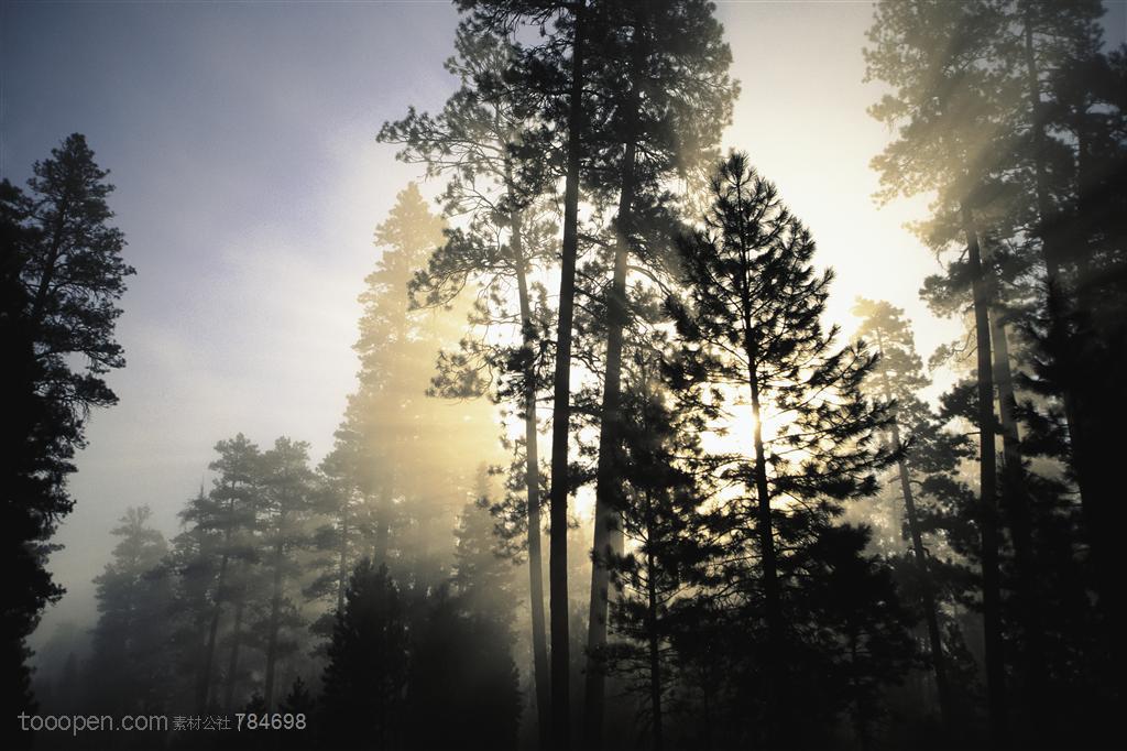 树木树叶-阳光照耀着迷雾的树林