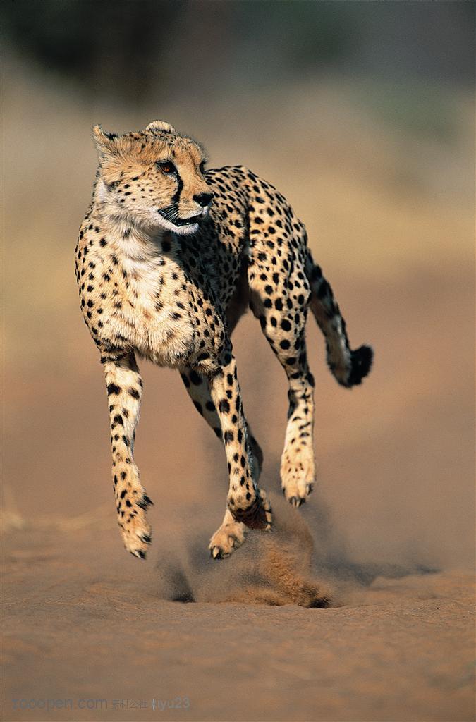 动物世界-行走的豹子