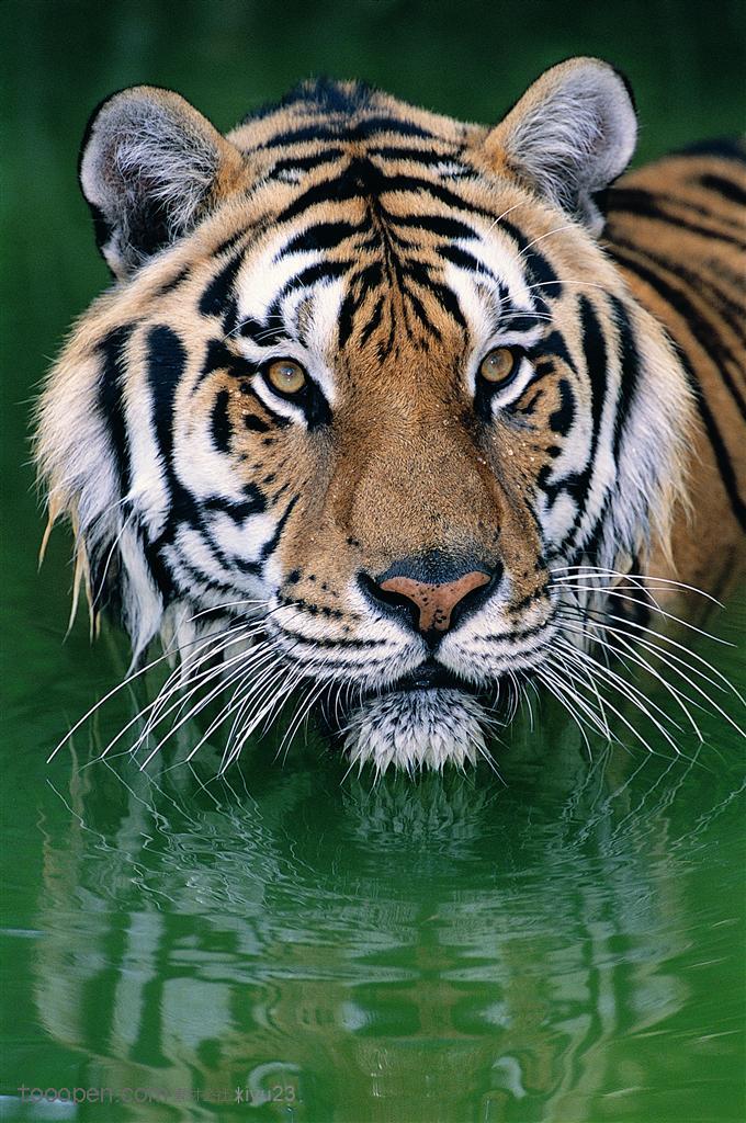 水中的老虎
