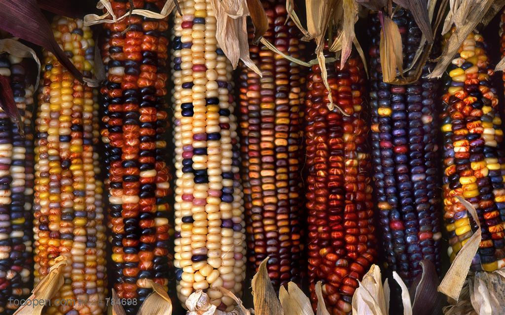农作物-摆放在一起的彩色玉米