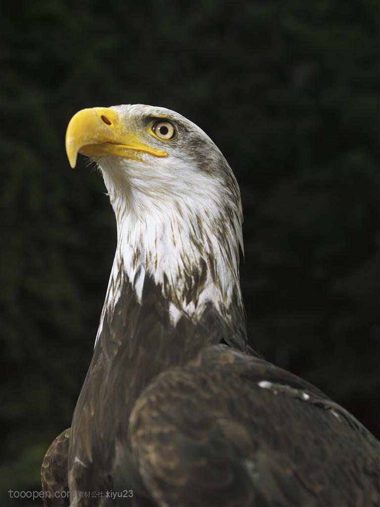 动物世界-昂首挺胸的秃鹰