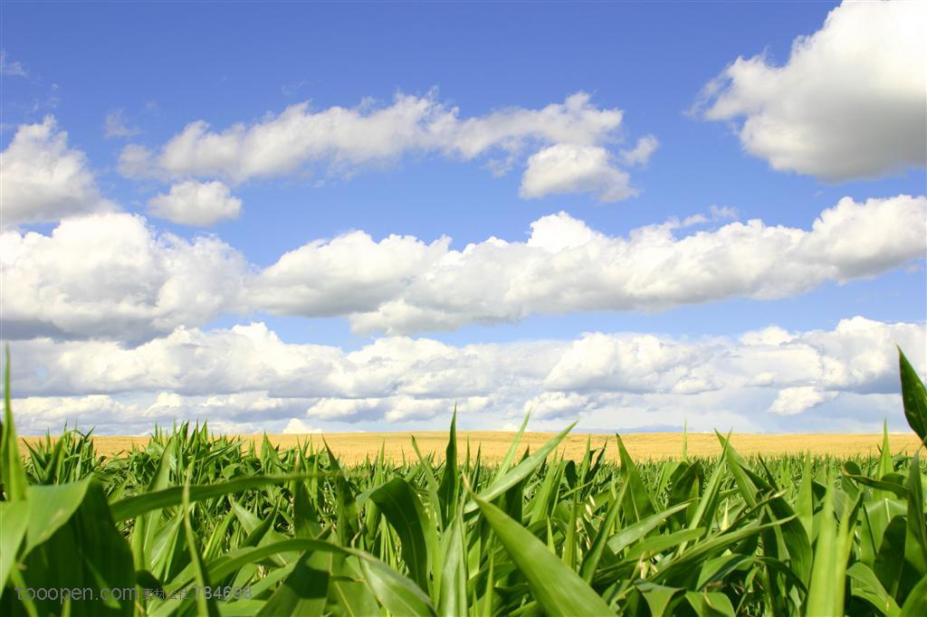 农作物-蓝天白云下的甘蔗地