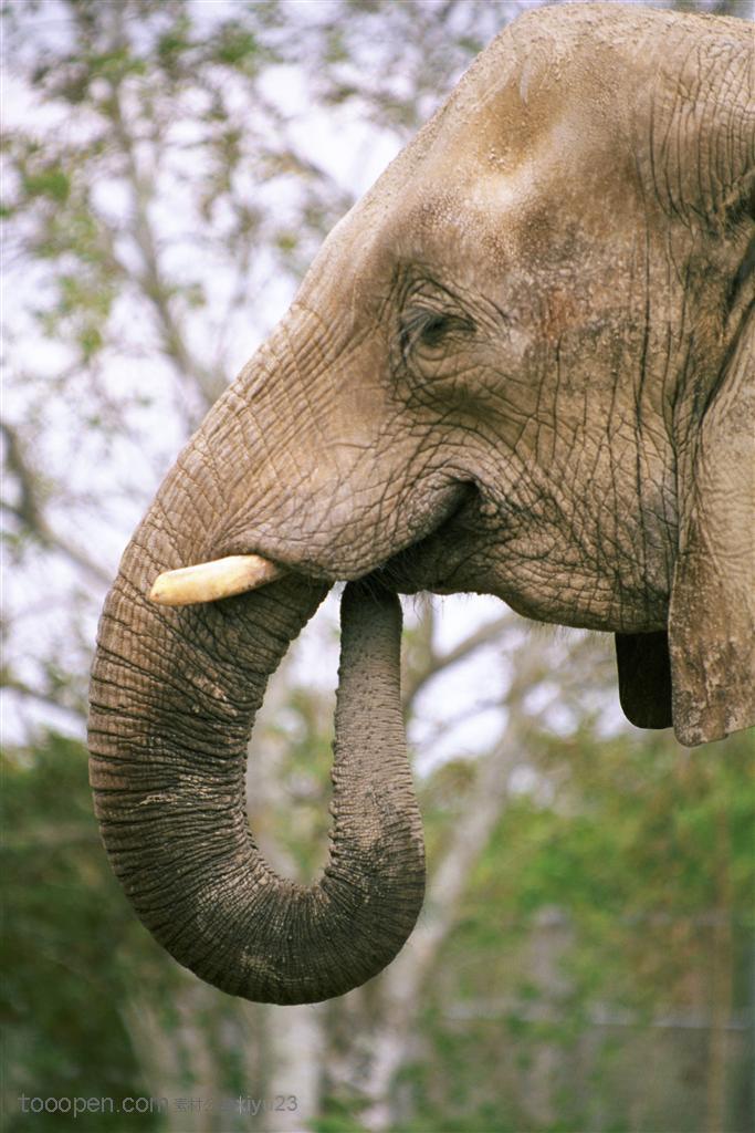 动物世界-可爱的大象 第1页