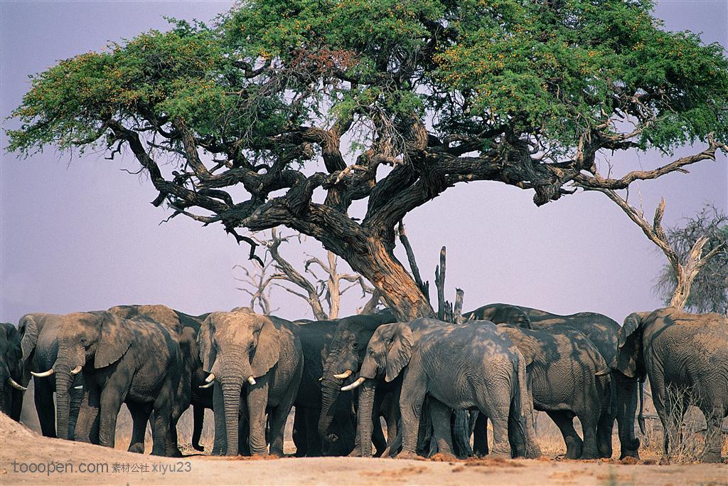 动物世界-树下的象群