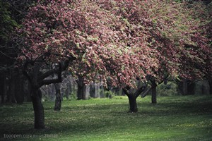树木树叶- 草地上的一片桃花树