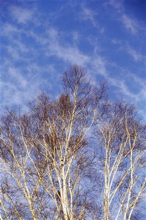 树木树叶- 蓝天白云下的白桦树杆