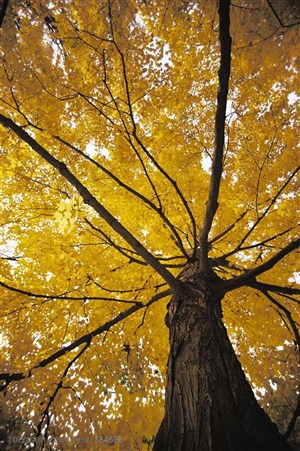 树木树叶- 仰视黄色树叶的大树