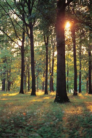 树木树叶- 阳光洒在树林里