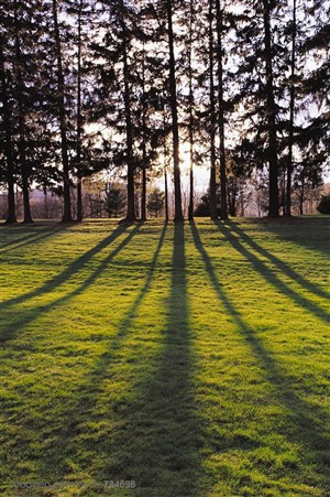 树木树叶-草地上的一排送拉着长长的树影