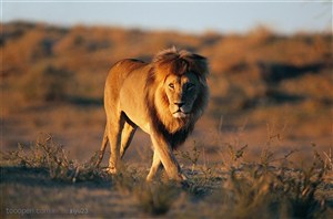 动物世界-沙漠中行走的狮子