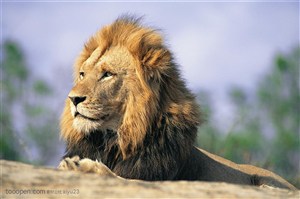 动物世界-威武的雄狮