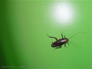 动物世界-地面上的蟑螂